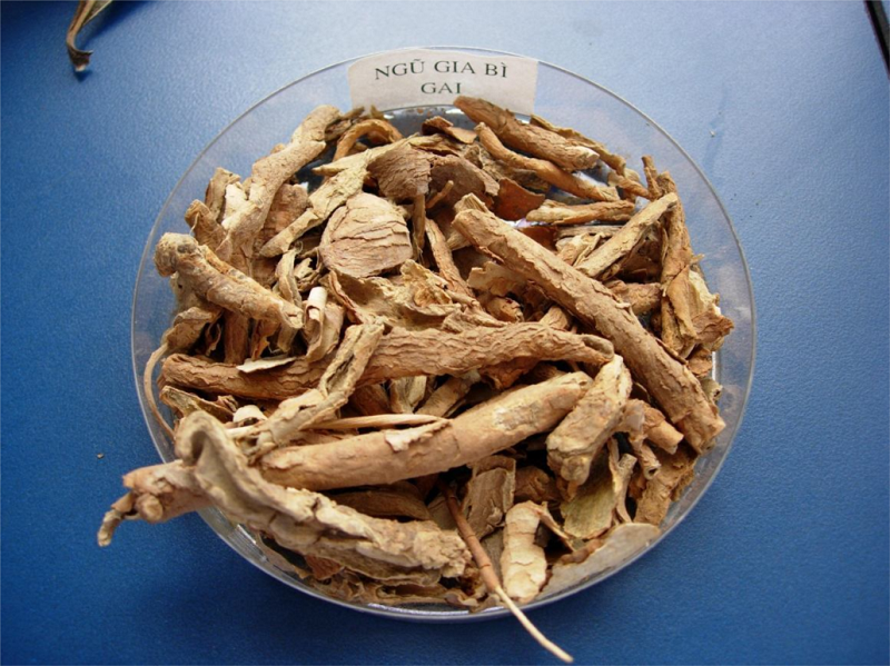 Cây ngũ gia bì có tác dụng gì đối với sức khỏe?