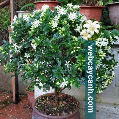 hoa cây nguyệt quế