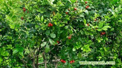 quả cây nguyệt quế