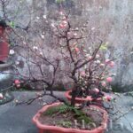Nhất chi mai loài hoa mang quốc hồn quốc túy - Hoala.vn