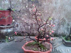 Nhất chi mai loài hoa mang quốc hồn quốc túy - Hoala.vn