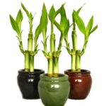 Cây phất dụ - phát lộc