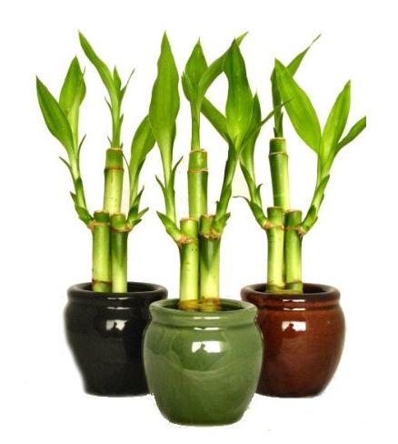 Cây phất dụ - phát lộc