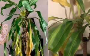 Cách chăm sóc cây phát tài bị vàng lá, đảm bảo lá xanh ngay