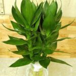 Ý nghĩa phong thủy của cây phát tài búp sen, đặt trong nhà giúp tài lộc