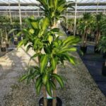 Cây Phát Tài có độc không? Có nên trồng trong nhà?