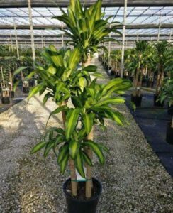 Cây Phát Tài có độc không? Có nên trồng trong nhà?