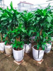 Ý nghĩa phong thuỷ của cây Phát Tài