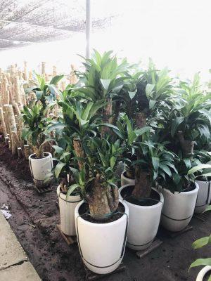 cây phát tài 1 gốc to