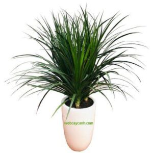 Cây Phát Tài Núi 3 Thân - Cây Đại Lộc cao 1m1 đẹp giá rẻ