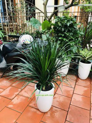 cây phát tài núi 3 thân đẹp