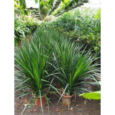 vườn cây phát tài núi 3 thân