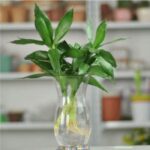 Bí quyết trồng cây Phát Tài thuỷ sinh tại nhà - Web cây cảnh