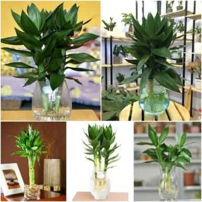 cây phát tài thuỷ sinh để bàn