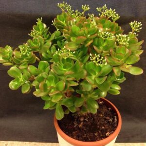 Cây Phỉ Thúy mua ở đâu ? Loài cây mang đến sự giàu sang phú quý