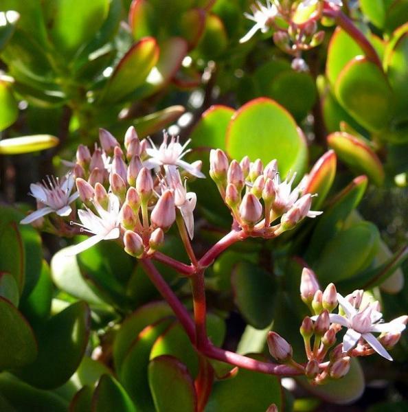 Cây phỉ thúy mang đến sự giàu sang phú quý