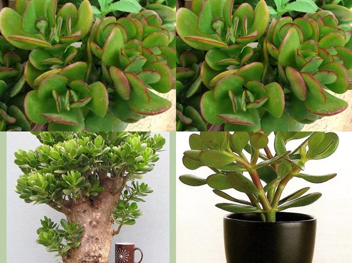 Cây phỉ thúy mang đến sự giàu sang phú quý