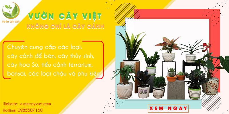 banner vuon cay viet 2