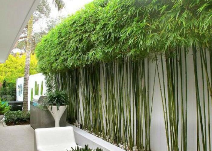 Những cây trúc quân tử ngay ngắn như một cánh rừng tí hon tô điểm cho ban công nhà bạn