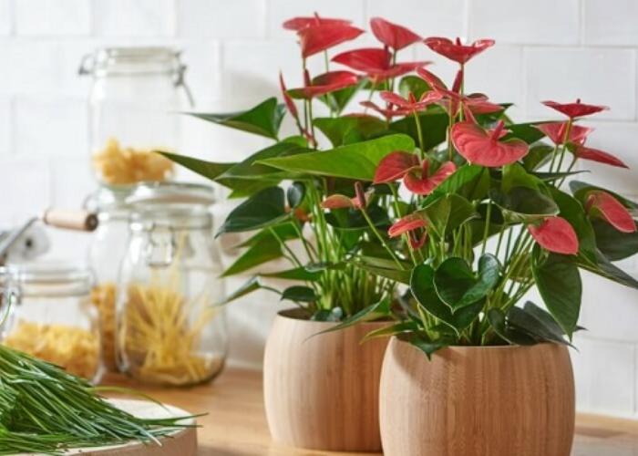 Cây hồng môn với những tán lá xanh cùng những bông hoa đỏ điểm chút vàng làm cho ban công của bạn nổi bật hơn rất nhiều