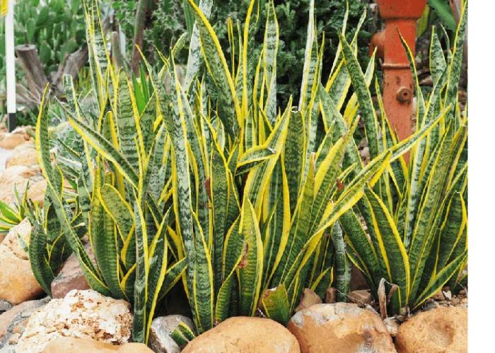 Cây lưỡi hổ với hình dáng cứng cáp, lá mọc thẳng đứng tạo nên sự khác biệt so với những loài cây khác.