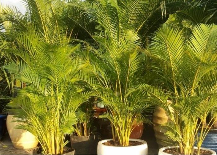 Cây cau vàng với nhiều kích thước khác nhau không chỉ tô điểm mà còn che mát cho ban công nhà bạn