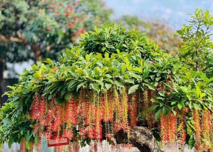 Cây lộc vừng với hình dáng nhỏ nhắn thích hợp với những không gian như ban công hoặc sân vườn nhỏ