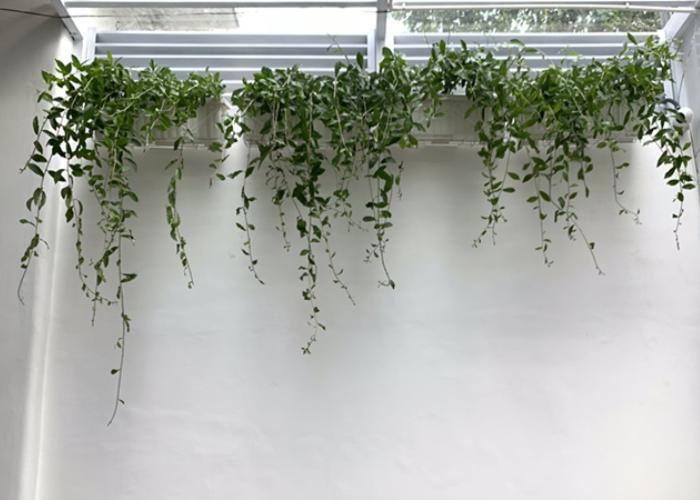 Những dây leo nhỏ xinh tạo cho ban công nhà bạn một không gian tươi mát