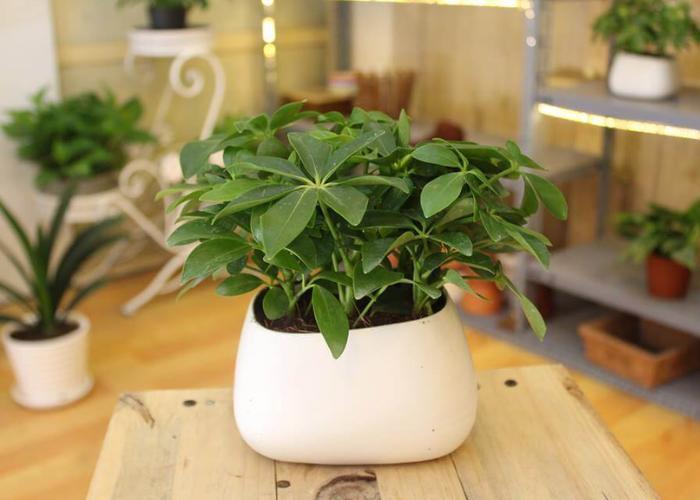 Cây ngũ gia bì có hình dáng nhỏ nhắn, thích hợp tô điểm cho những nơi có không gian không quá rộng