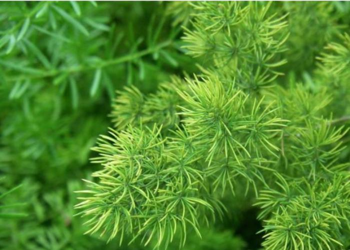 Thiên môn đông với những chiếc lá nhỏ nhắn tạo thành các cành xum xuê giúp cho không gian ban công của bản trở nên tươi mát hơn