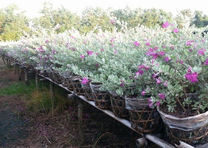 những chậu cây nhỏ được điểm xuyến bởi các bông hoa tươi