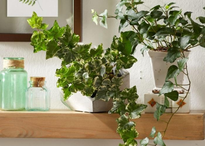 Cây thường xuân thường được trồng trong chậu hoặc leo thành giàn quanh ban công