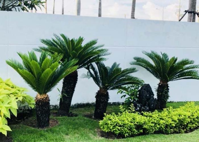 Cây vạn tuế được trồng trước sân nhà tạo nên cảm giác mát mẻ và tô điểm thêm cho ngôi nhà của bạn