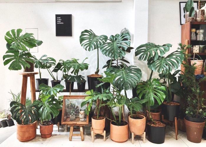 Trầu bà lá xẻ có nhiều kích thước để bạn có thể lựa chọn cho ban công của mình