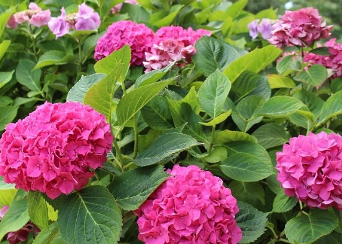 Hoa cẩm tú cầu có thân nhỏ, hoa tạo thành chùm tương đối làm nổi bật cho không gian trong ngôi nhà hoặc ban công của bạn