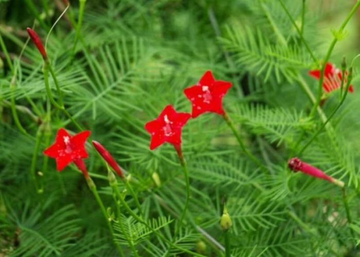 Những bông hoa nhỏ xinh tô điểm thêm cho khu vườn trong nhà của bạn