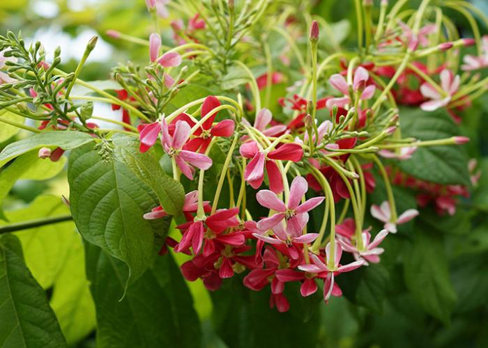 Những bông hoa nhỏ mọc thành chùm xen kẽ với đám lá xanh làm cho ngôi nhà của bạn trở nên đáng yêu hơn rất nhiều