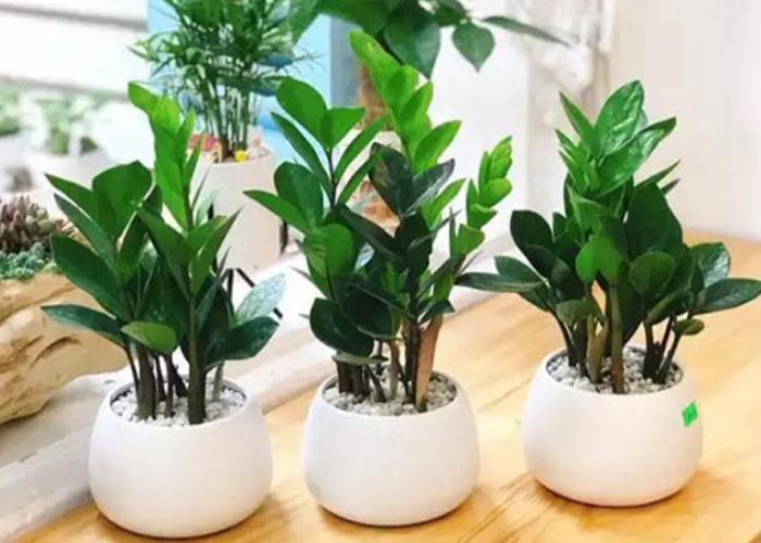 Cây kim tiền với kích thước nhỏ gọn, dễ chăm sóc rất thích hợp để trang trí bàn học, ban công