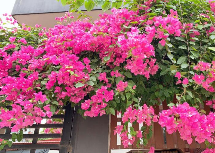 Hoa giấy có rất nhiều màu sắc nhưng màu được ưa chuộng nhất để trang trí cho ban công thường là màu hồng đậm