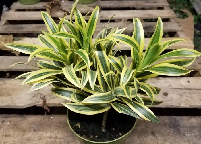 Cây trúc bách hợp có kích thước tương đối, không chiếm quá nhiều không gian, lá dài và mọc thành chùm như quả bóng bay xanh mướt