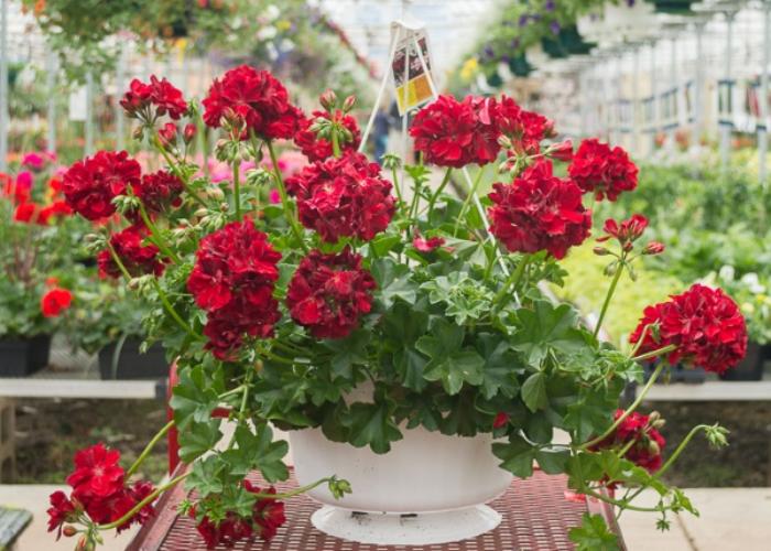 Cây hoa phong lữ có hoa mọc thành chùm nhỏ, nhiều màu sắc để các bạn có thể lựa chọn