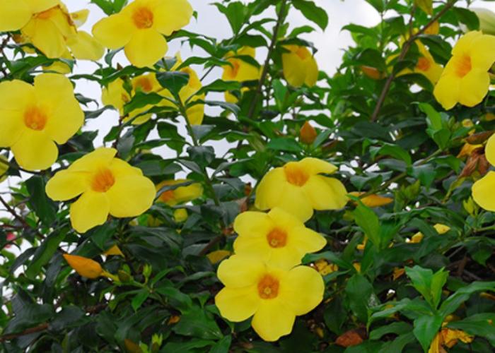 Cây thường mọc thành bụi lớn, hoa mọc thành chùm nhỏ