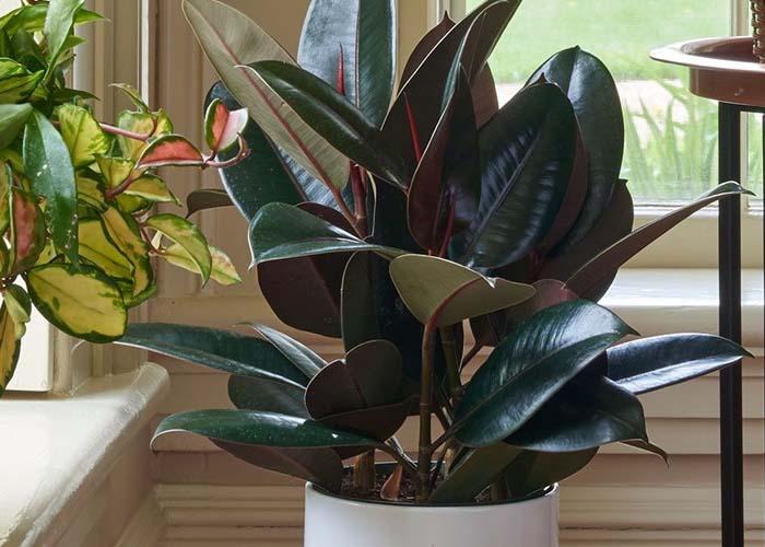 Cây đa búp đỏ với thân hình nhỏ nhắn và những chiếc lá xanh mướt làm cho ngôi nhà của bạn trở nên mát mẻ hơn rất nhiều