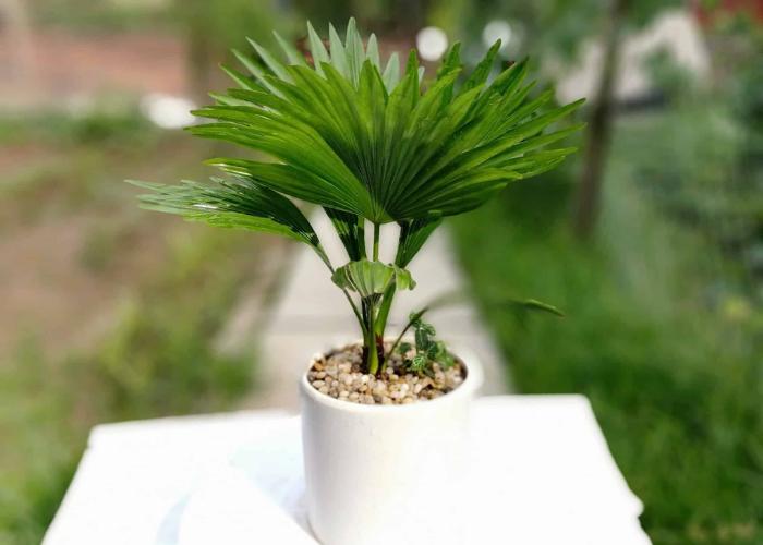 Cây cọ nhật với hình dáng nhỏ nhắn điểm xuyến cho ban công của bạn trở nên tươi mát hơn