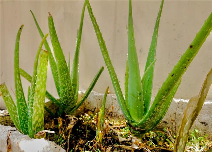 Cây nha đam với những nhánh cao và nhọn giúp tô điểm thêm cho ban công nhà bạn