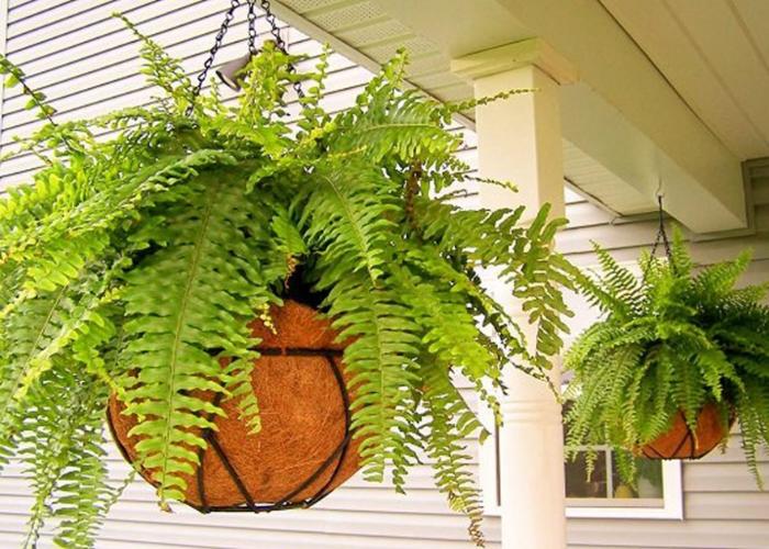 Những tán cây nhỏ xum xuê làm cho ban công của bạn trở nên mềm mại và độc đáo hơn rất nhiều