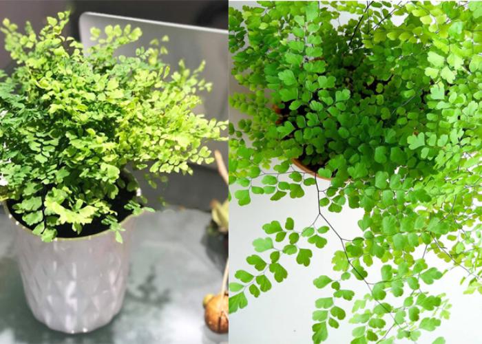 Tóc thần vệ nữ có kích thước khá nhỏ sẽ không chiếm quá nhiều không gian của nhà bạn