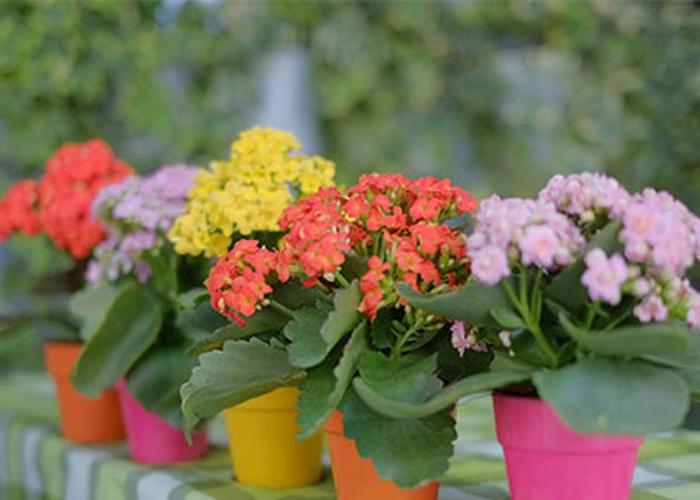 Cây sống đời với những đóa hoa nhiều màu sắc khác nhau làm cho ban công của bạn trở nên rực rỡ hơn rất nhiều