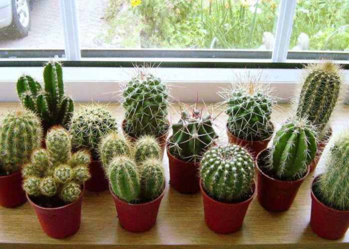 Tổng hợp 32 loại cây trồng ban công chịu nắng tốt, dễ sống - JYSK.vn