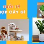 Tuổi Tý hợp cây gì? Cây phong thủy cho người tuổi Tý